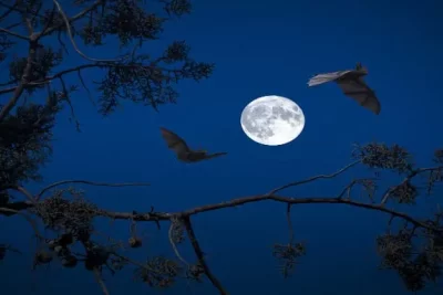 Soñar con murciélagos