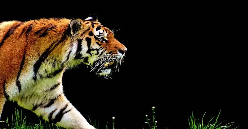 Soñar con tigres