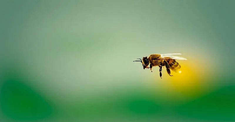 Soñar con abejas