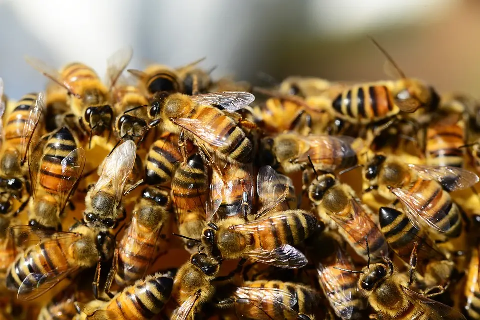 Soñar con colmena de abejas