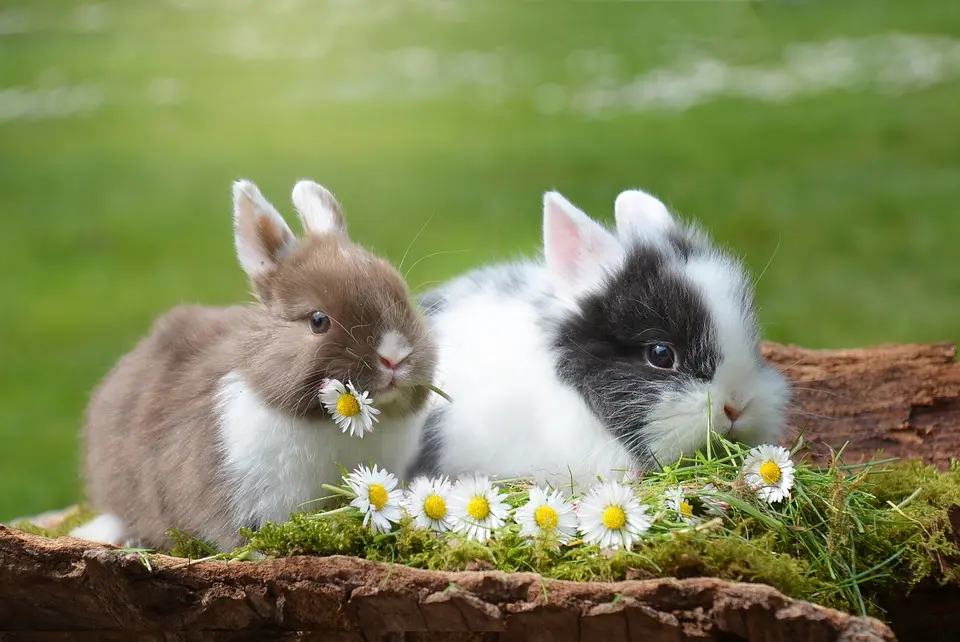 Soñar con conejos de colores