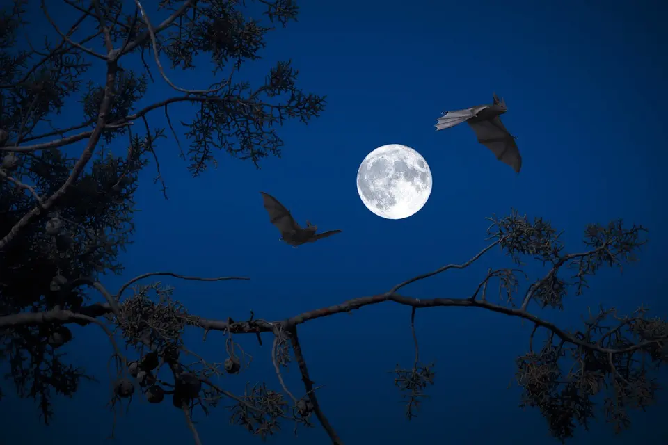 Soñar con muchos murciélagos