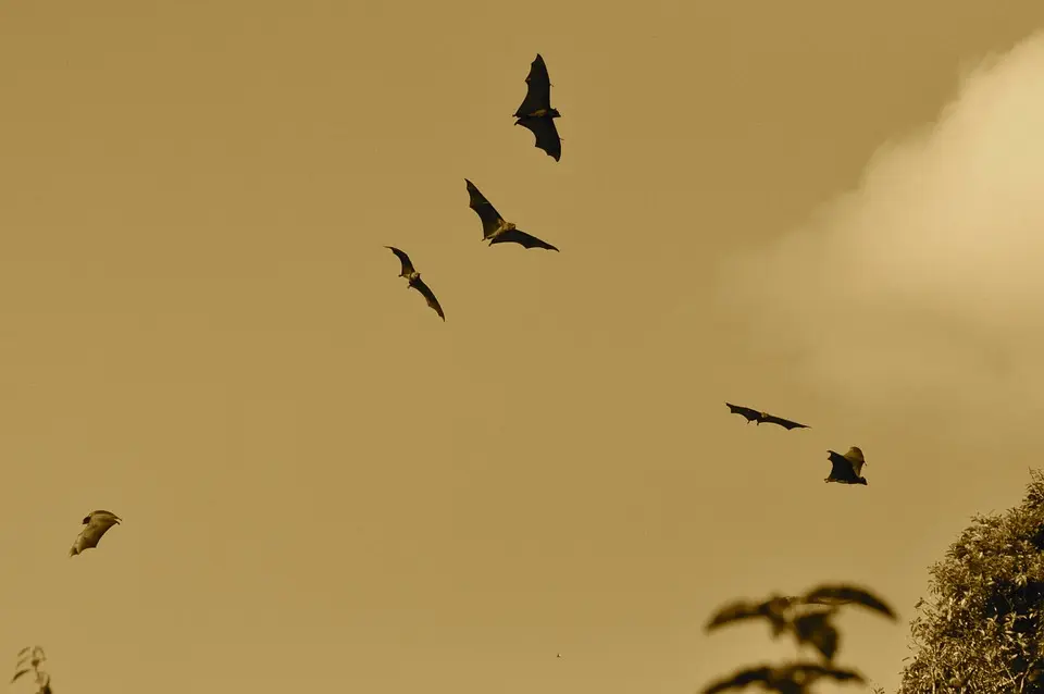 Soñar con murciélagos volando