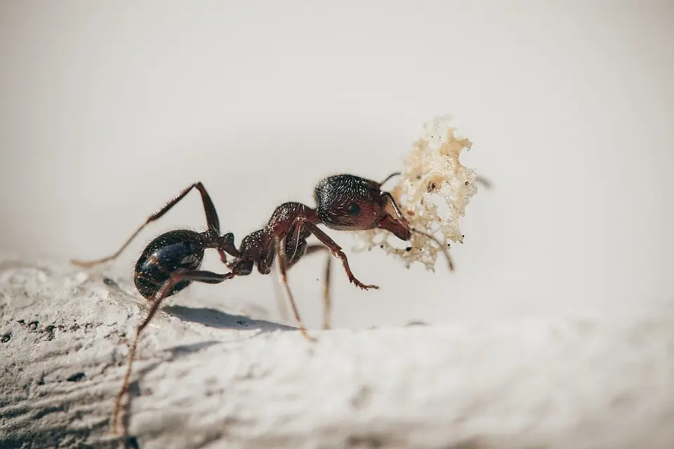 Soñar con hormigas grandes