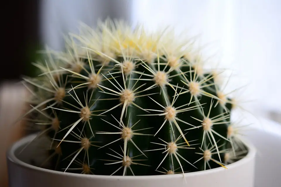 Soñar con cactus
